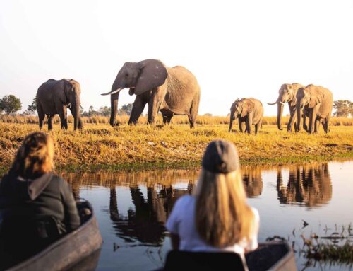 Okavango Delta: What to Know Before You Go