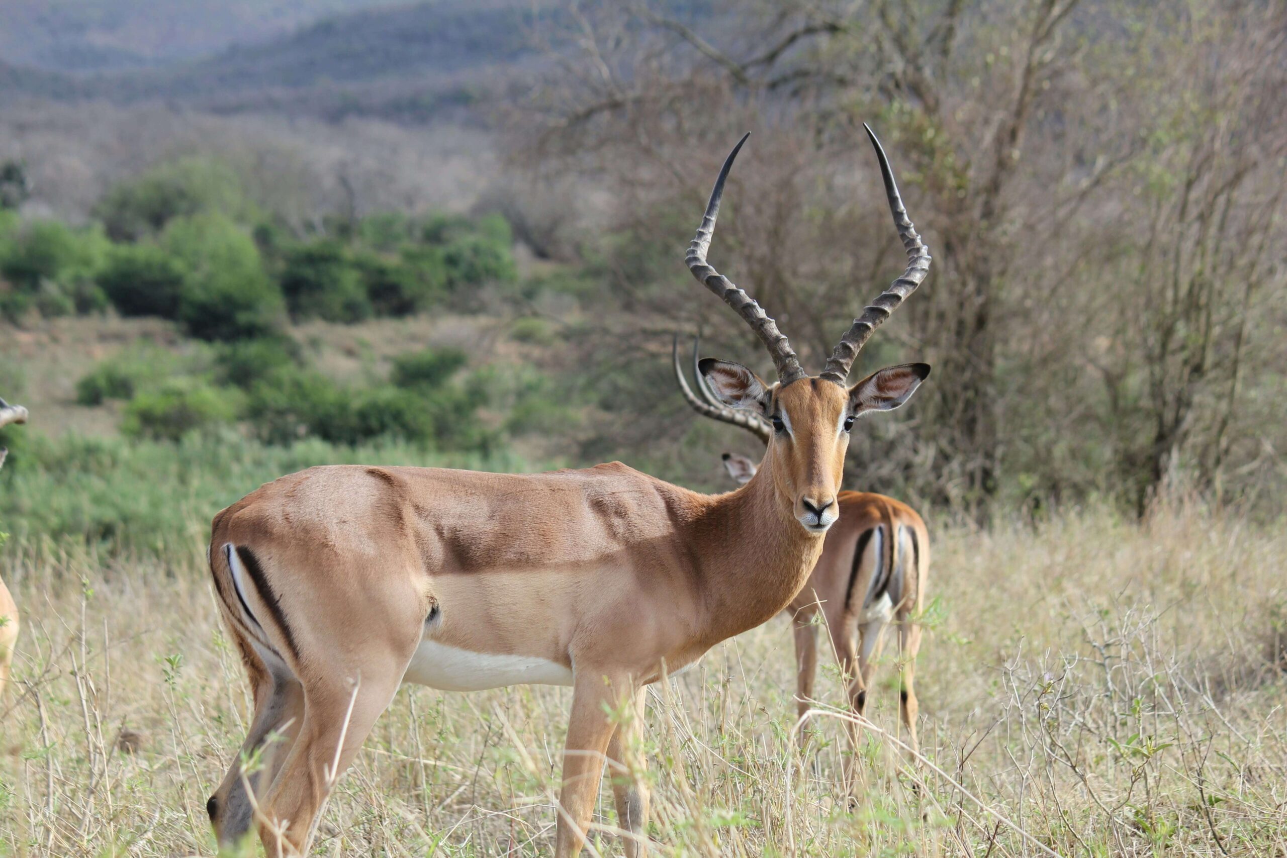La bellezza fugace di Hluhluwe: un impala sotto i riflettori, Sudafrica - © Unsplash