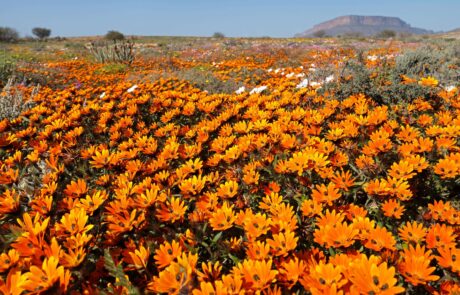 Colourful Namaqualand Daisies – South Africa-min