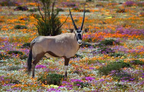 Oryx between the flowers – Namaqualand, South Africa-min