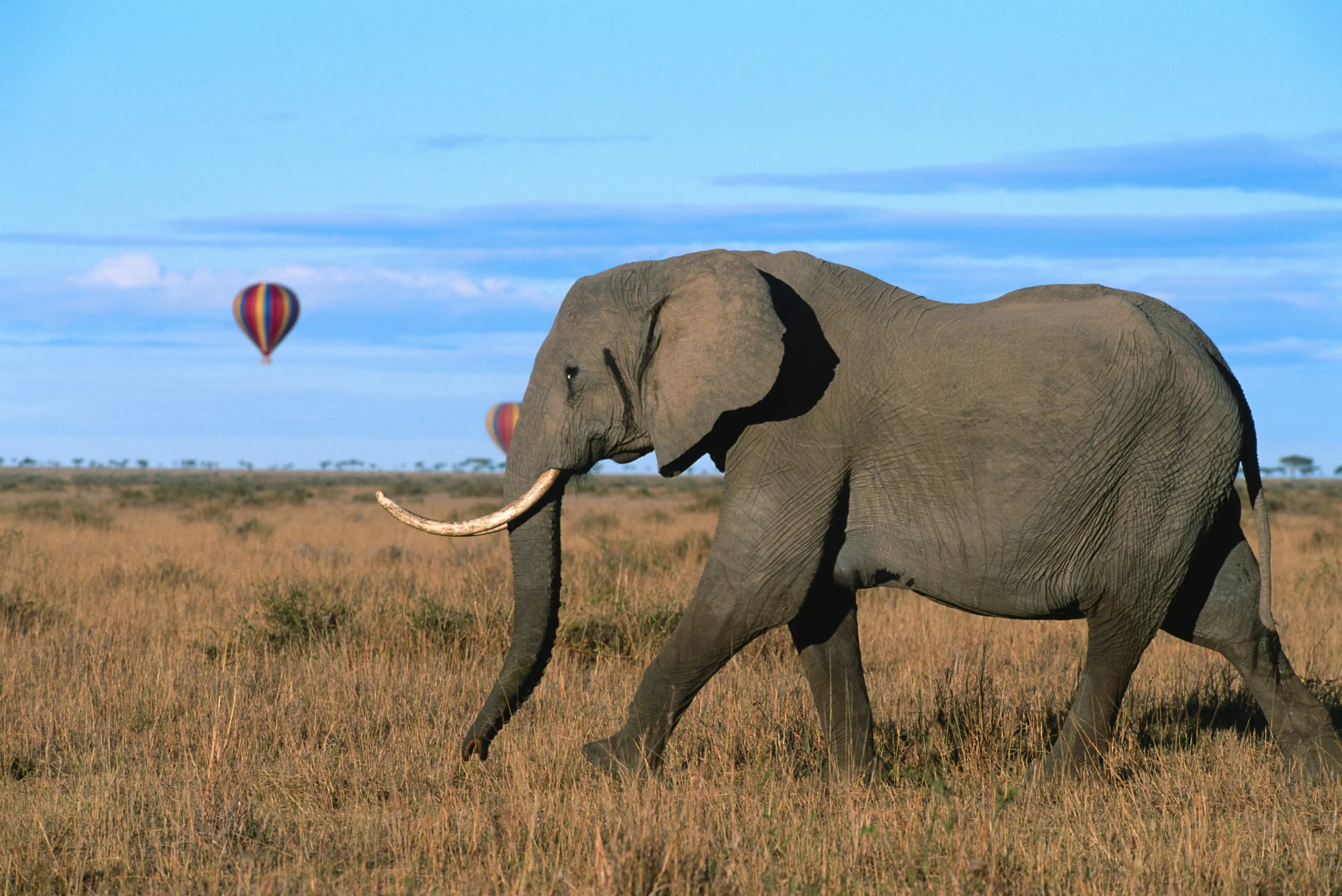 Hot air balloon in East Africa - © Getty